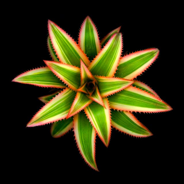 NIGHTSTAR
