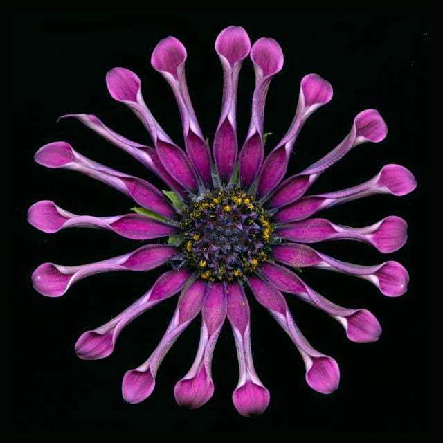 WHIRLIGIG