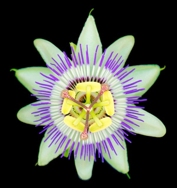 PASSIFLORA