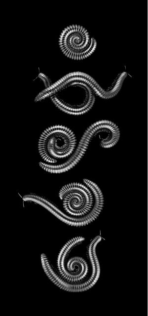 MULTIPLE MILLIPEDES