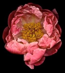 PAEONIA