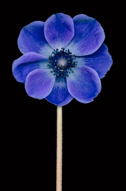 PINWHEEL