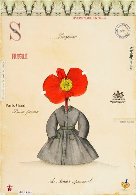 BEGONIA WITH DRESS