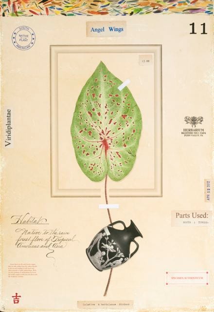 CALADIUM WITH VASE