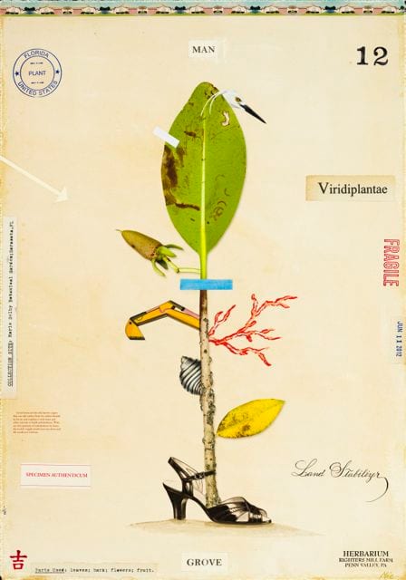 MANGROVES WITH SHOE