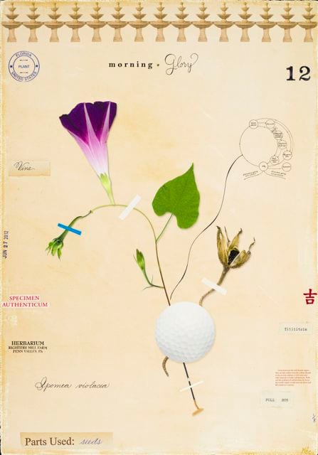 MORNING GLORY WITH GOLF BALL