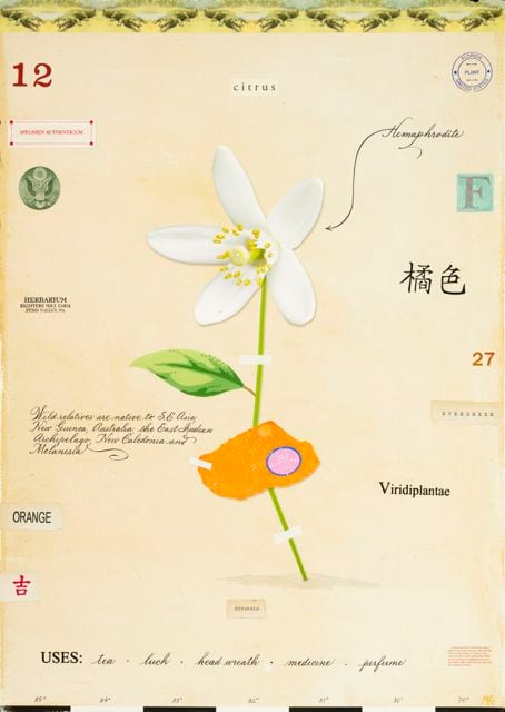 ORANGE BLOSSOM WITH PEEL