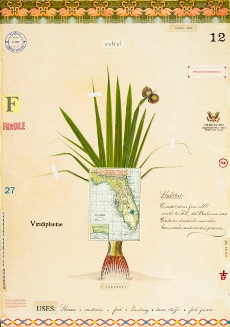 SABAL PALM WITH MAP