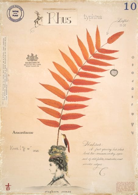 SUMAC WITH BUST