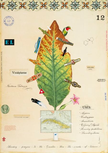 TOBACCO WITH CIGAR LABELS