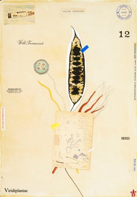 WILD TAMARIND WITH NOTES