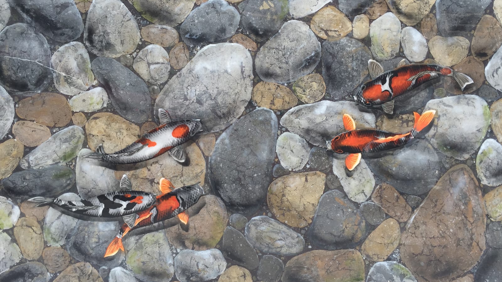 KOI - RIVER ROCK