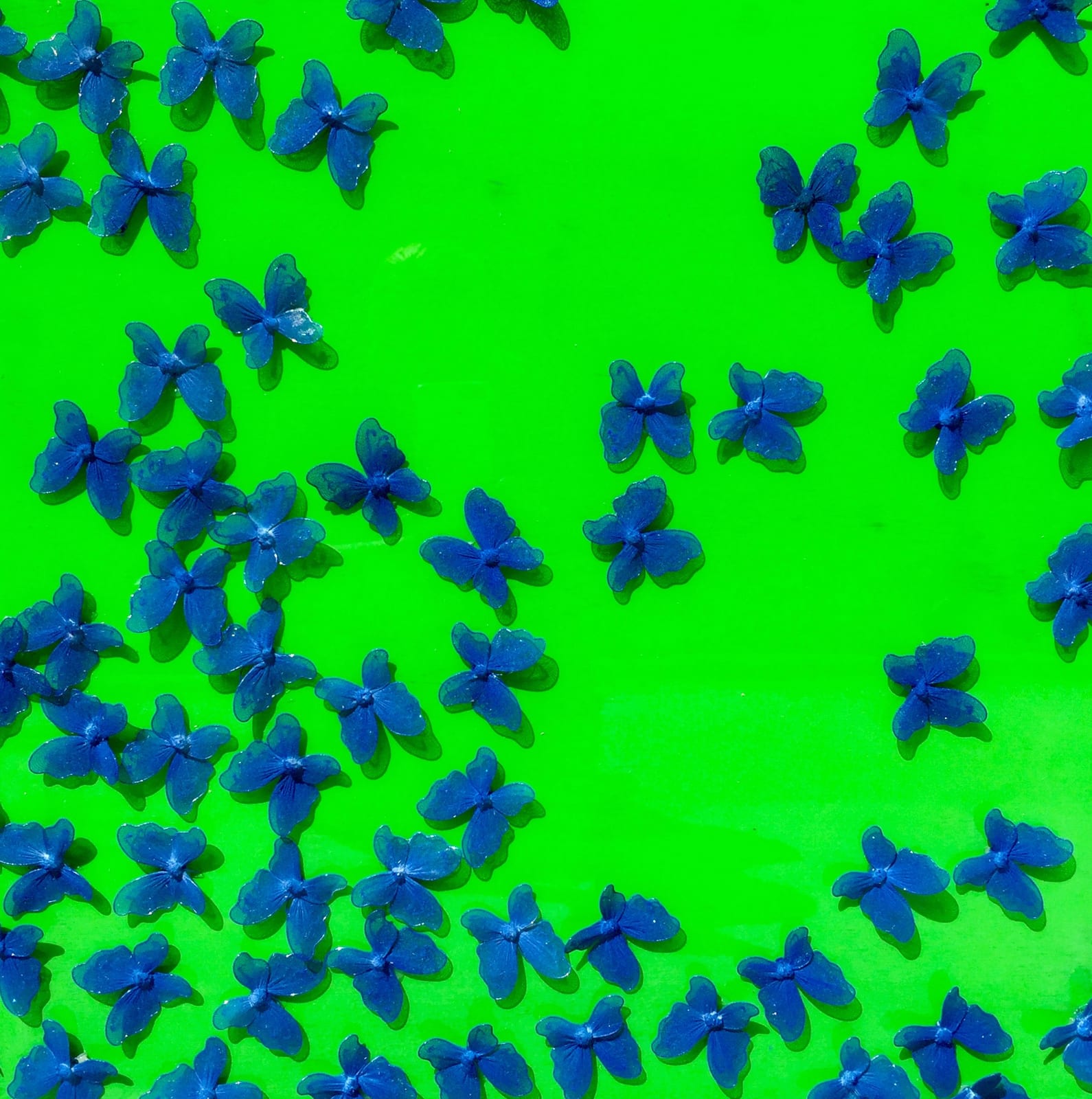 BLUE SKIES & GREEN BUTTERFLIES