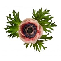 ANEMONE