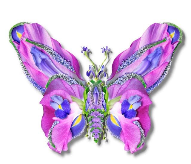 BUTTERFLY 1 ON PAPER