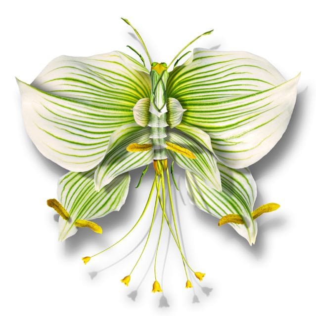 BUTTERFLY 31 ON CANVAS