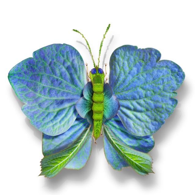 BUTTERFLY 37 ON CANVAS