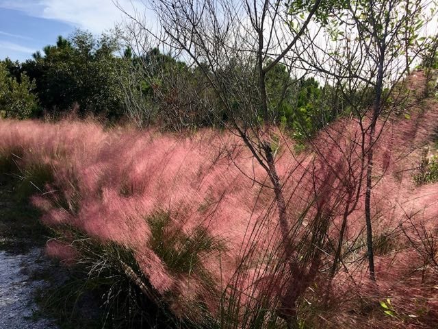 PINK GRASS