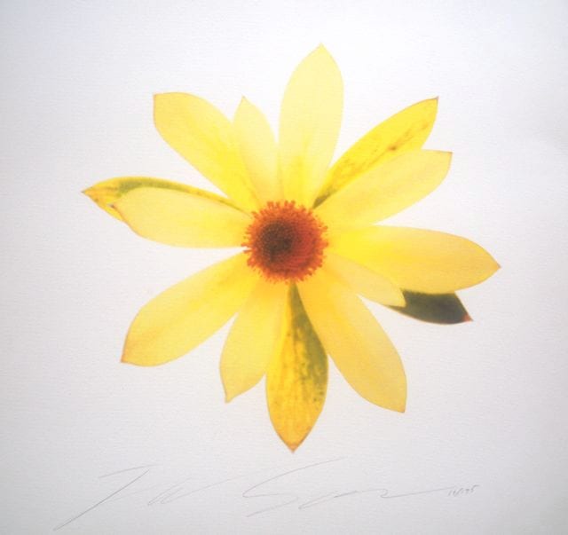 LEUCADENDRON GANDOGRI