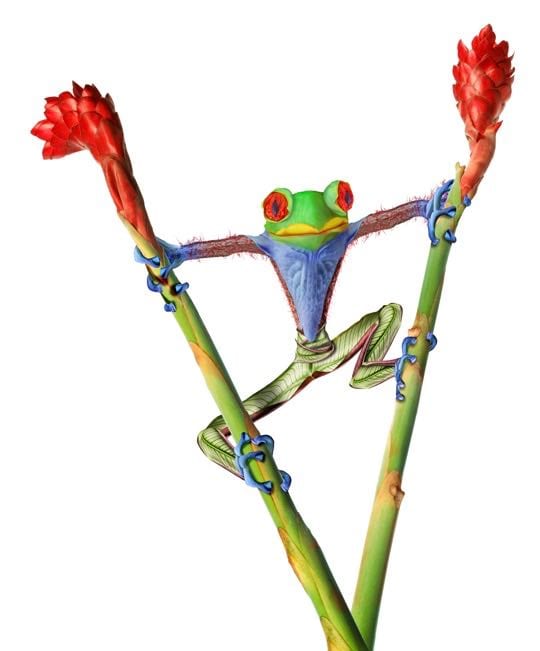 FROG #1 ON PAPER