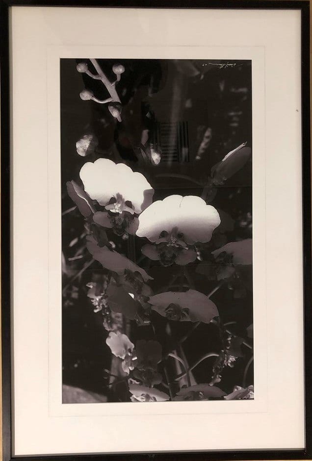 DIGITAL ORCHID