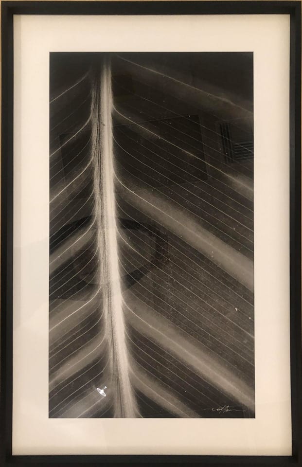 PERENNIAL ARTERIES