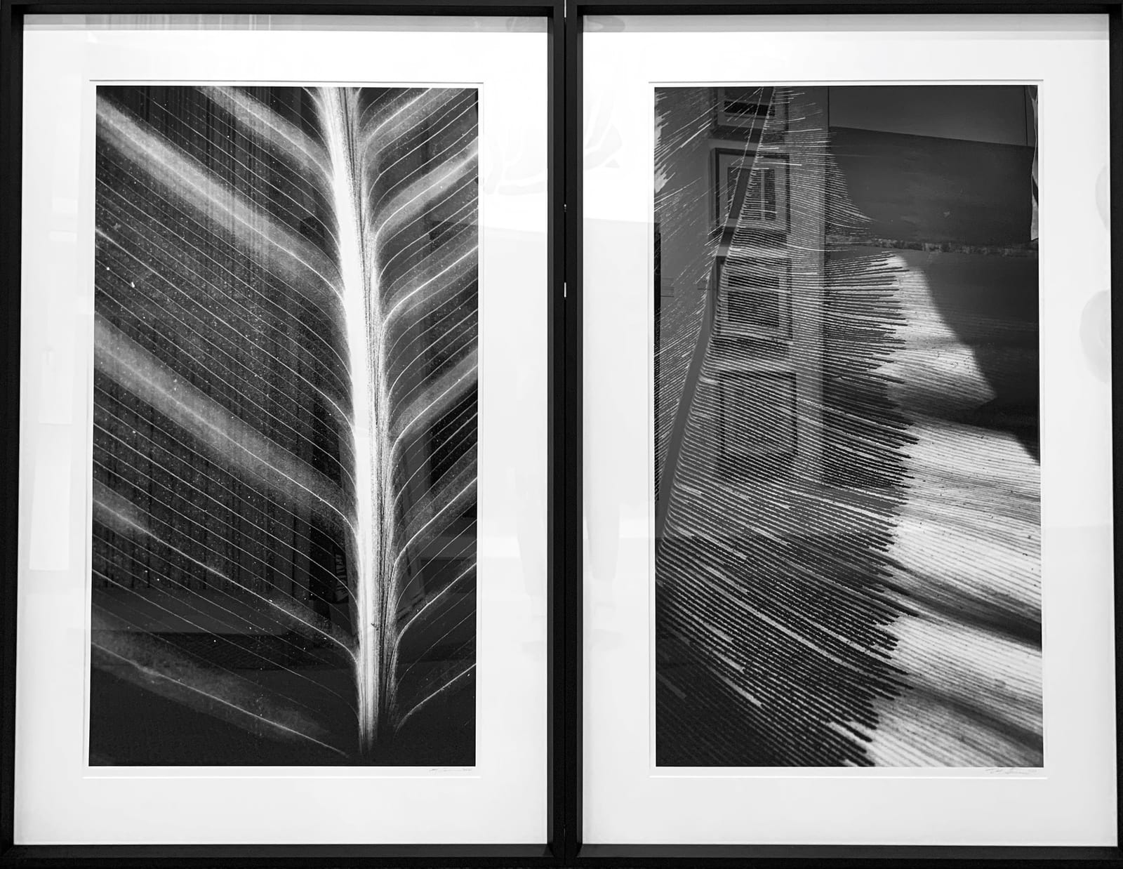 LEAF STUDY 1 & 2