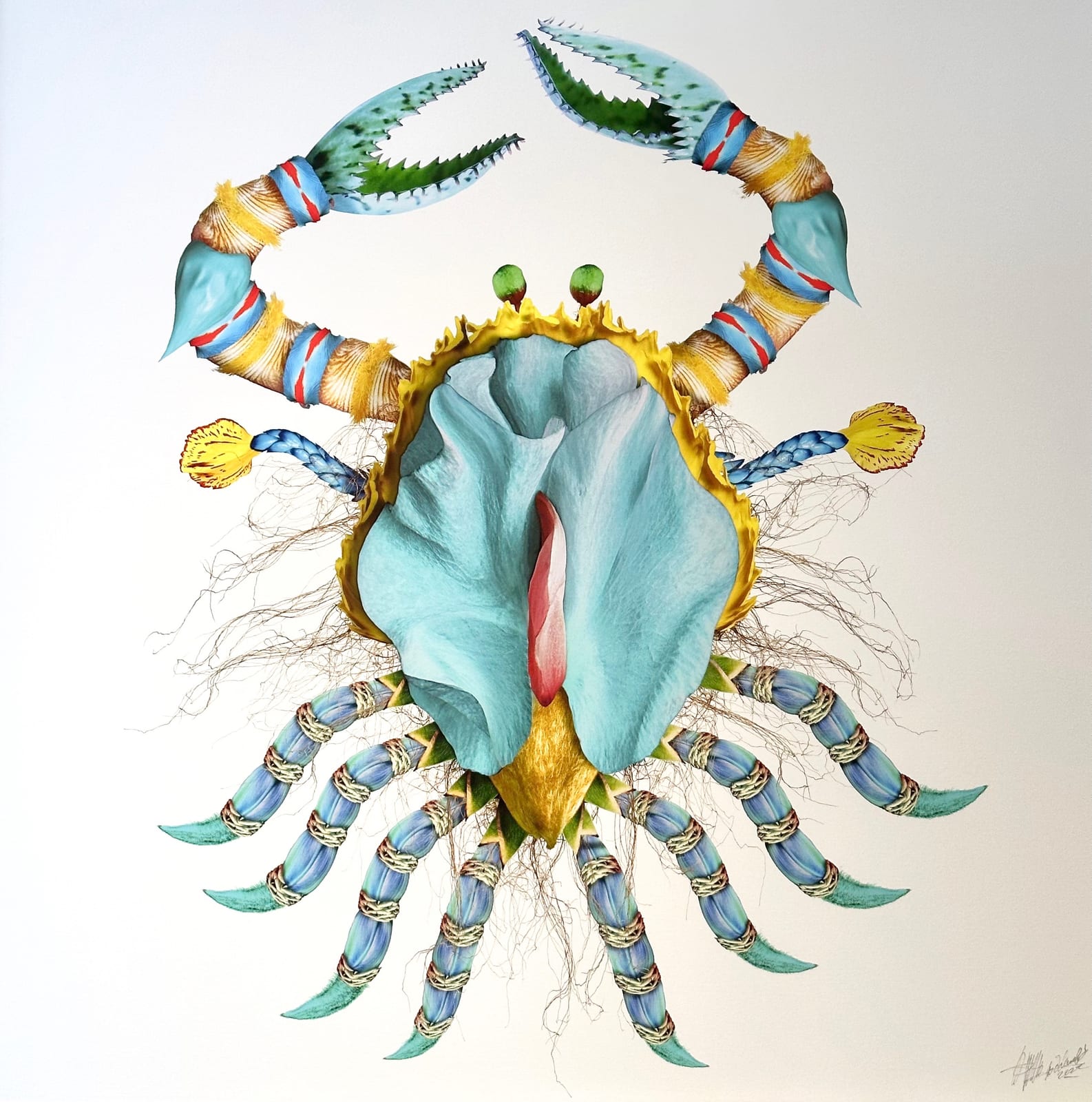 BLUE CRAB 