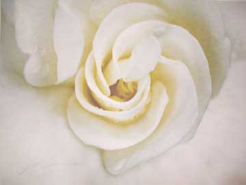 GARDENIA