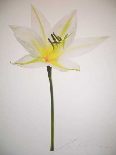 RESURECTION LILY