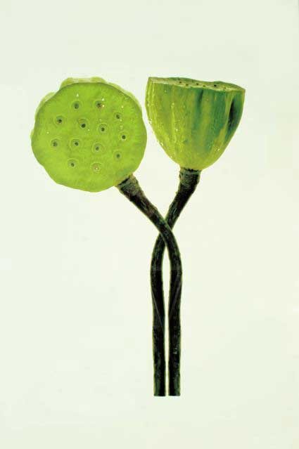 LOTUS PODS