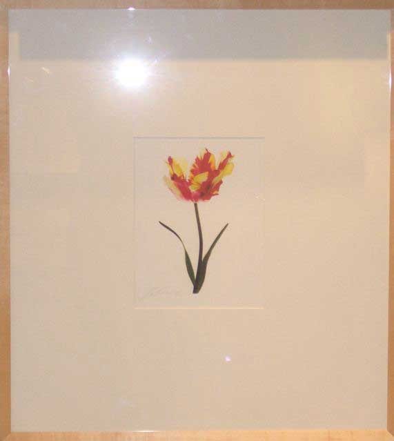 TULIPA