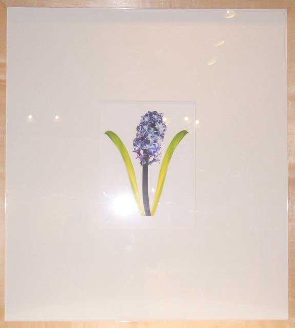 HYACINTH ORIENTALIS