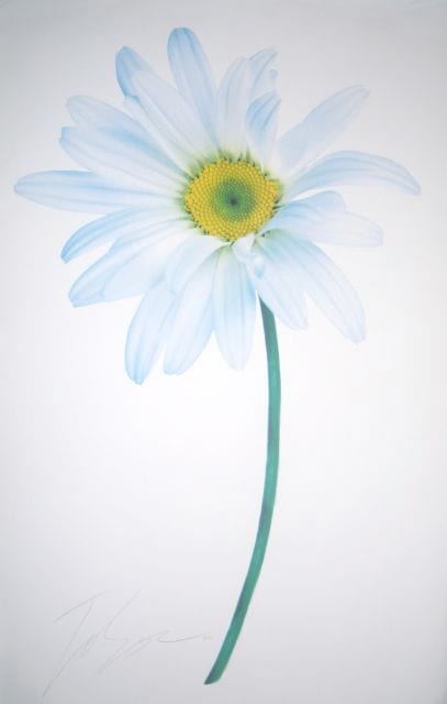 DAISY