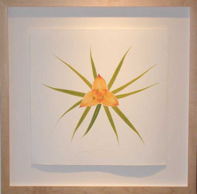 MONOCOT LILIACEAE