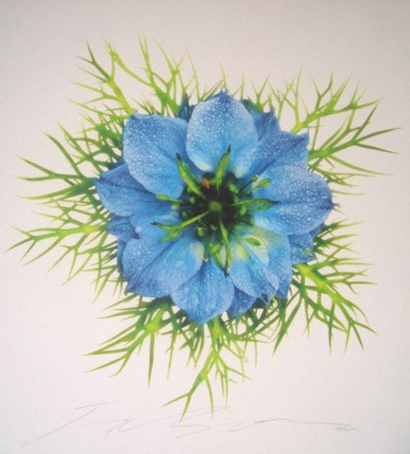 NIGELLA DAMASCENA