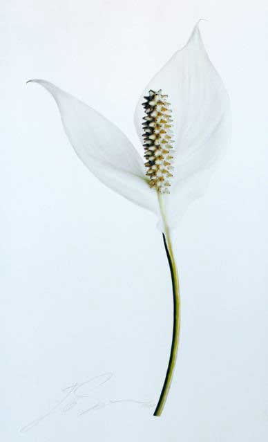 PEACE LILY