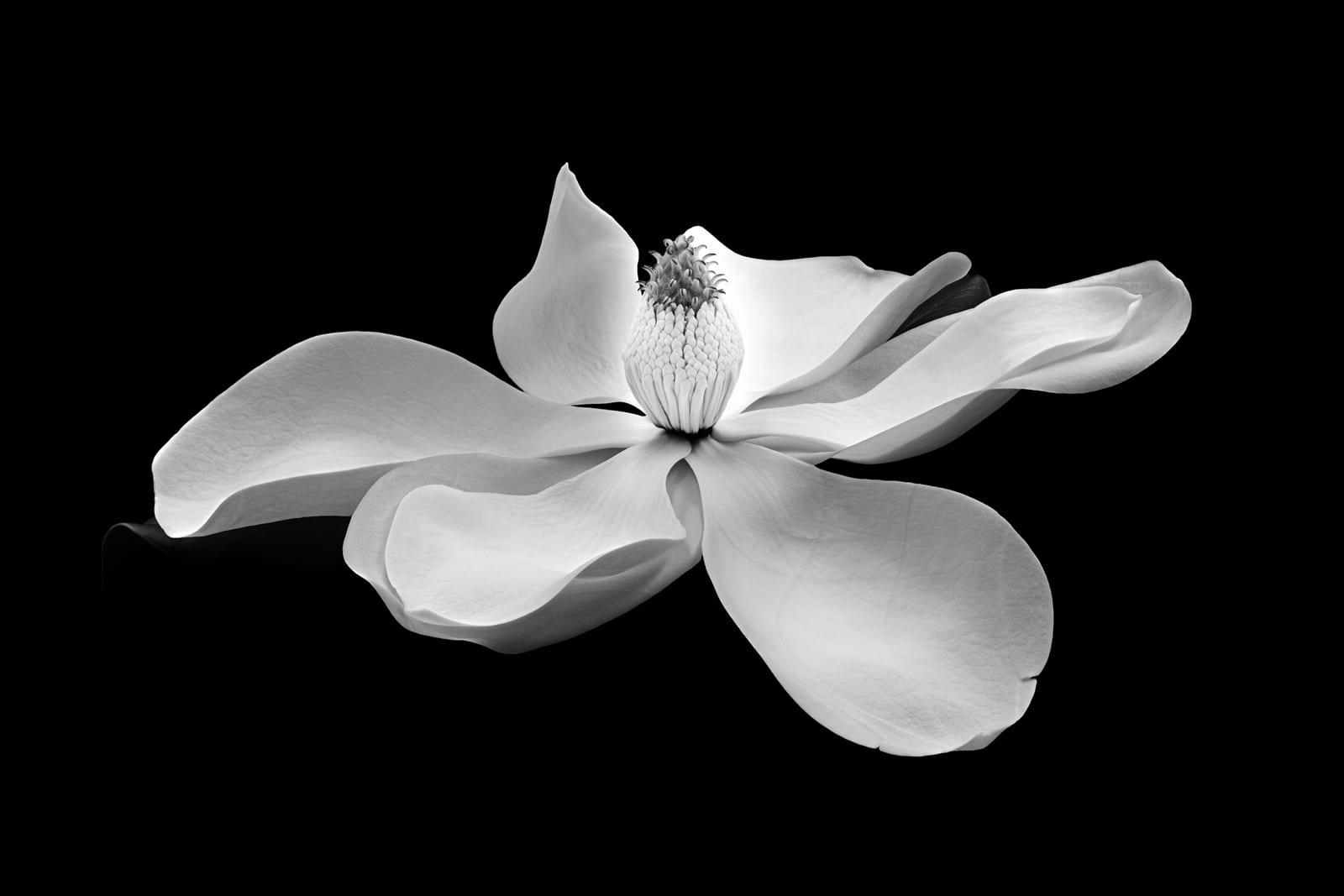 MONOCHROME MAGNOLIA