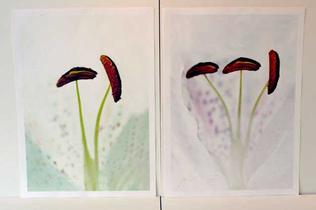 LILY STAMENS I & II