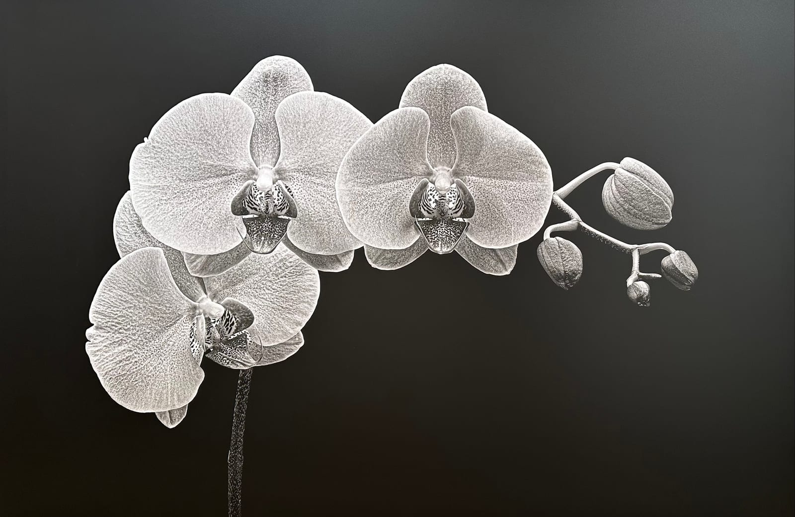 ORCHID SPRAY 