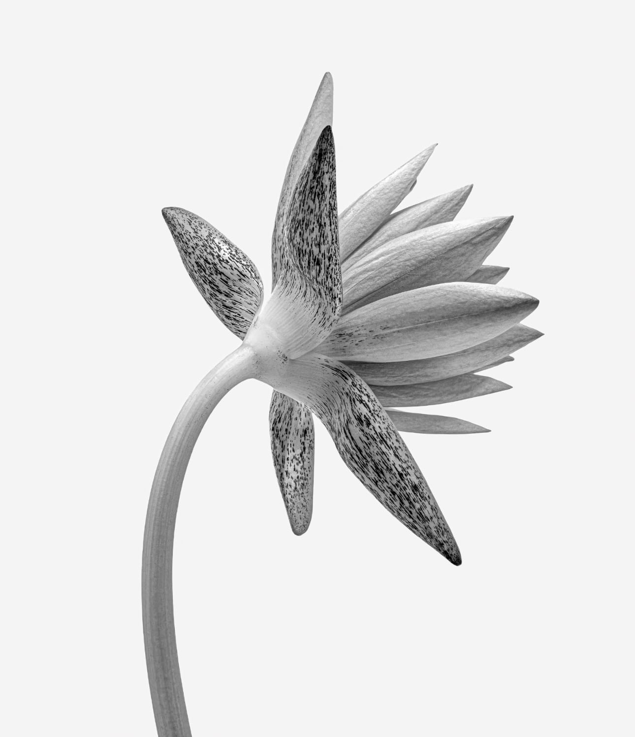 MONOCHROME WATER LILY 