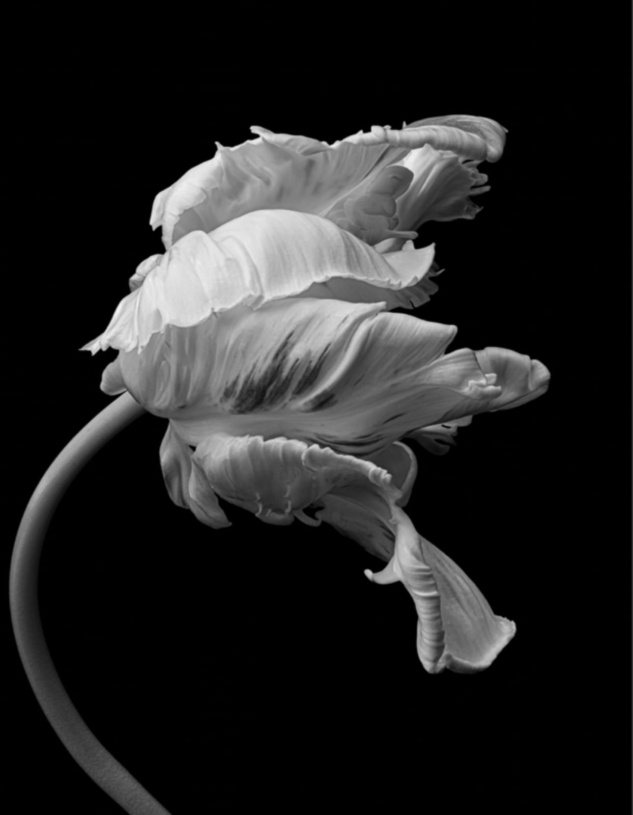 MONOCHROME TULIP 