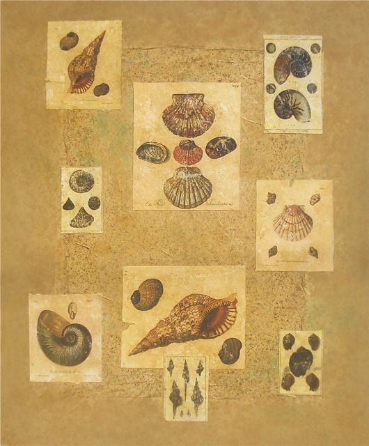 SHELLS