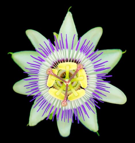 PASSIFLORA
