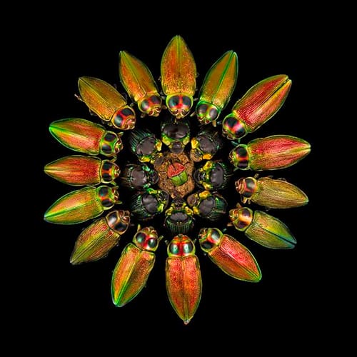BEETLE FLOWER