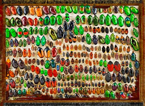 BEETLE TRAY