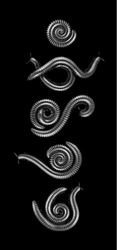 MULTIPLE MILLIPEDES