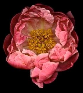 PAEONIA