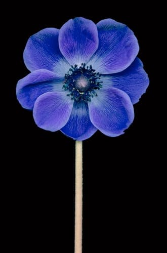 PINWHEEL