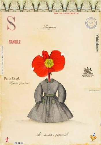 BEGONIA WITH DRESS